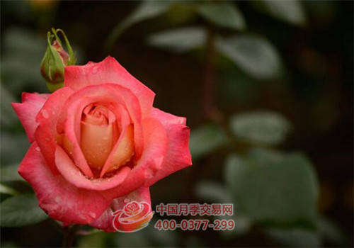 月季花一定要这样修剪(图1)