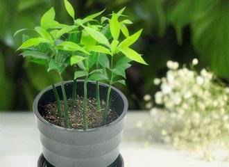 花卉安全度夏(图4)
