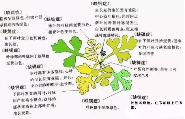 花草缺乏微量元素一看便知(图2)