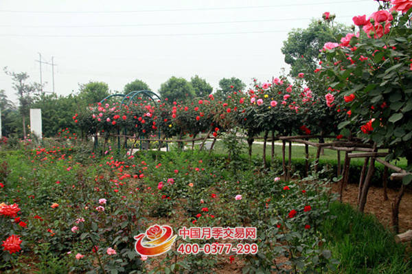合肥高新区引进高杆月季(图1)