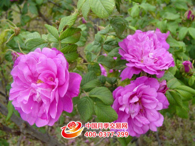 种植月季助他发家(图1)