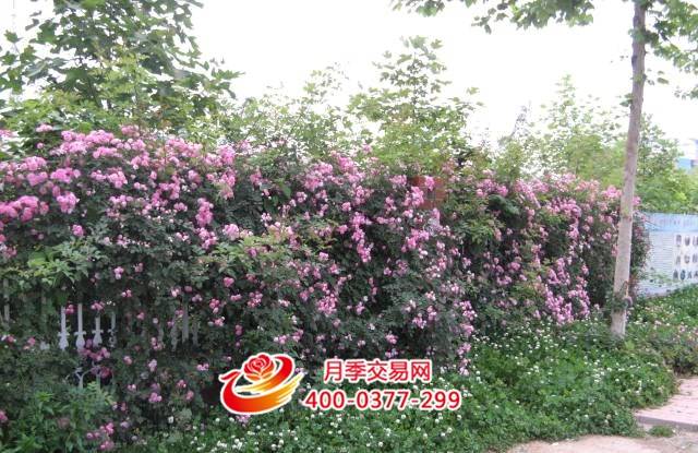 北方月季管理不可不看(图1)