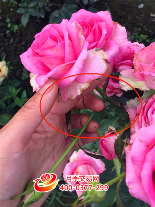 只有这样做，月季才能花开爆盆每一波(图1)
