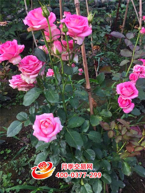 只有这样做，月季才能花开爆盆每一波(图3)