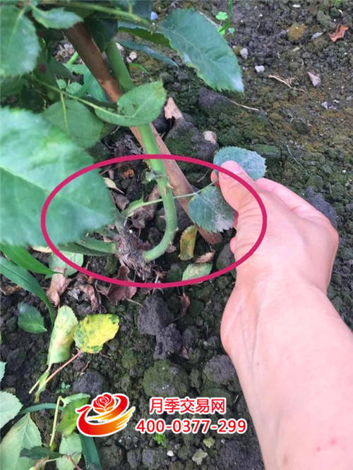 只有这样做，月季才能花开爆盆每一波(图2)
