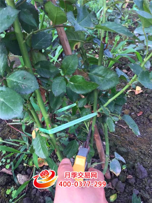 只有这样做，月季才能花开爆盆每一波(图4)