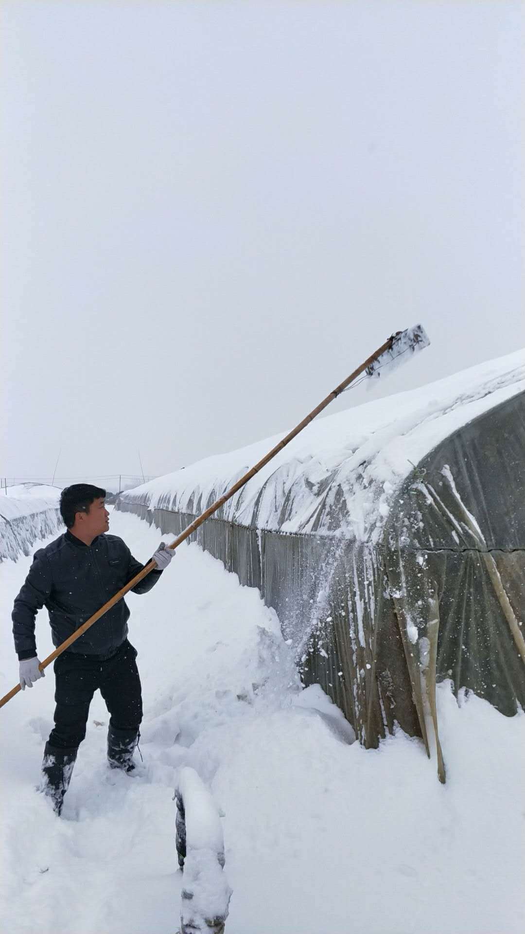 苗木人如何对抗2018暴雪(图3)