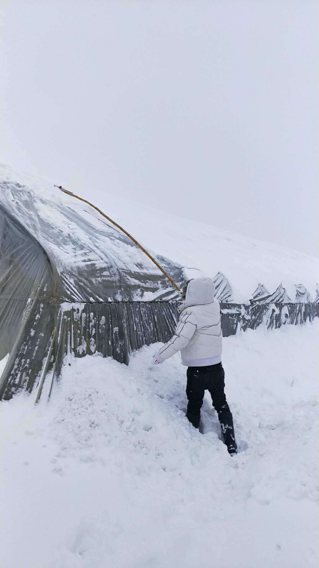苗木人如何对抗2018暴雪(图5)