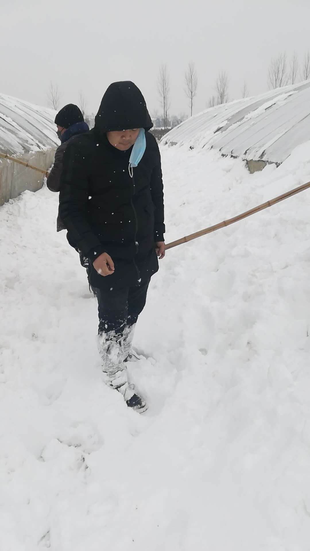 苗木人如何对抗2018暴雪(图6)