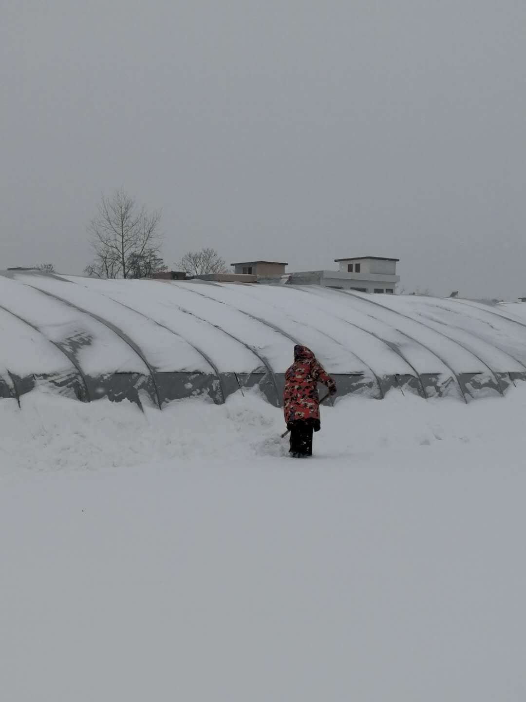苗木人如何对抗2018暴雪(图2)