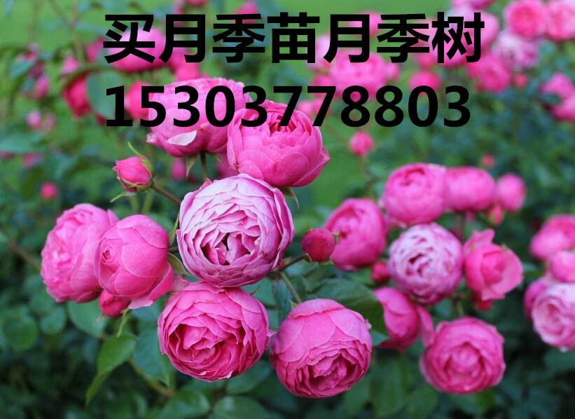 苗木该何去何从呢？(图1)