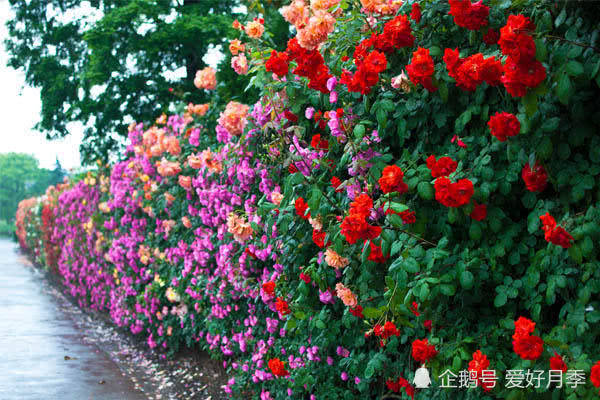 花开满墙的月季花墙有惊艳到你吗？(图8)
