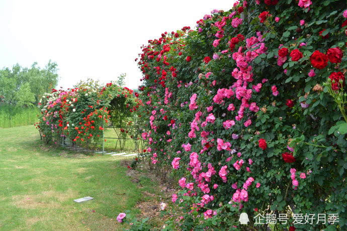 花开满墙的月季花墙有惊艳到你吗？(图7)