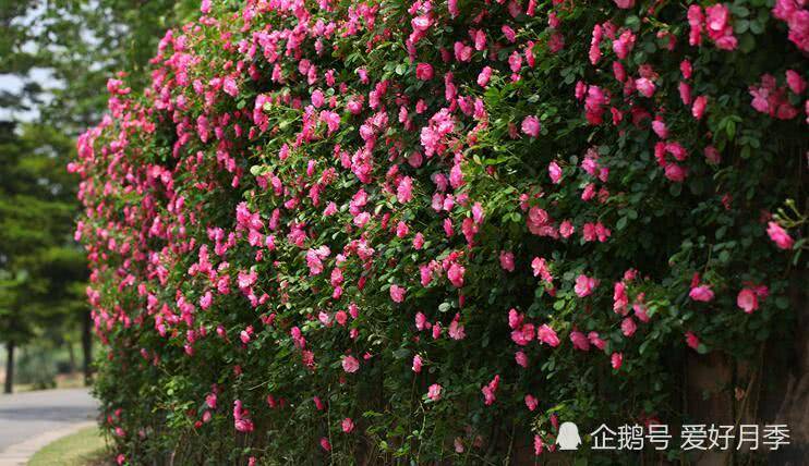 花开满墙的月季花墙有惊艳到你吗？(图2)