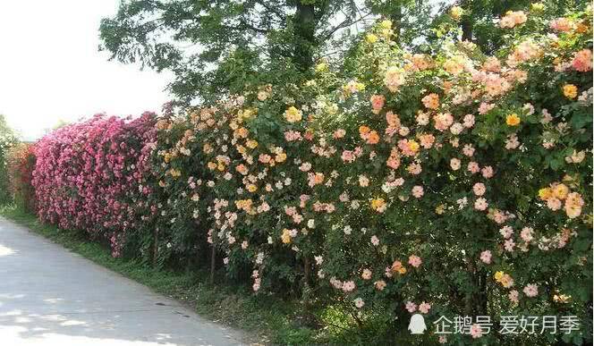 花开满墙的月季花墙有惊艳到你吗？(图5)