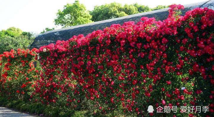 花开满墙的月季花墙有惊艳到你吗？(图4)