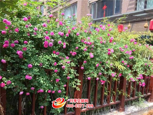 那片海 家的月季又一次惊艳时光(图5)