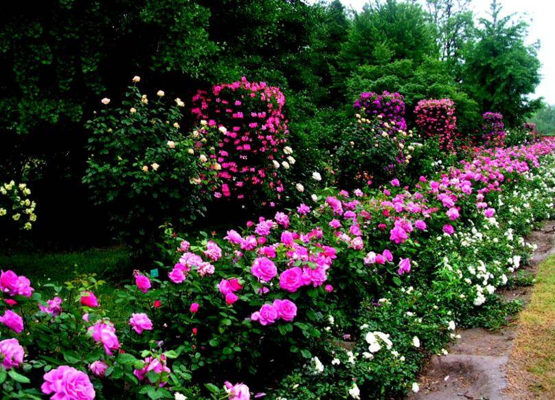月季花的颜色(图1)