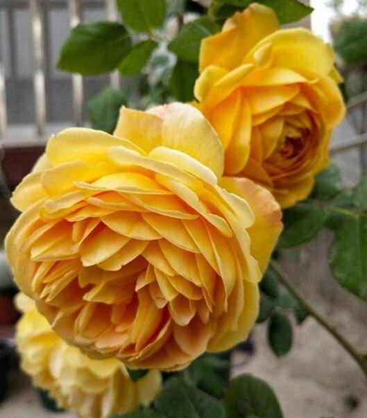 月季花 七绝诗句(图4)