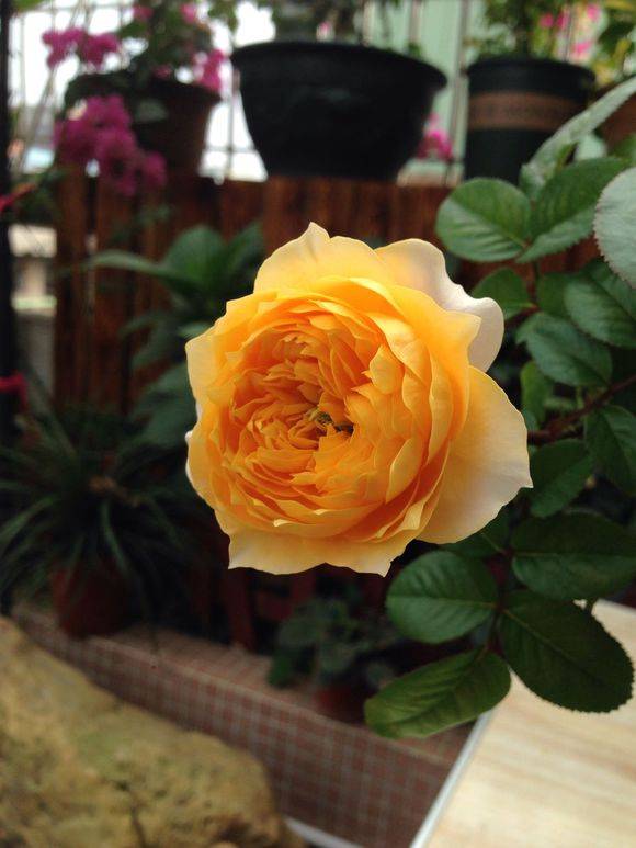 月季花 七绝诗句(图1)