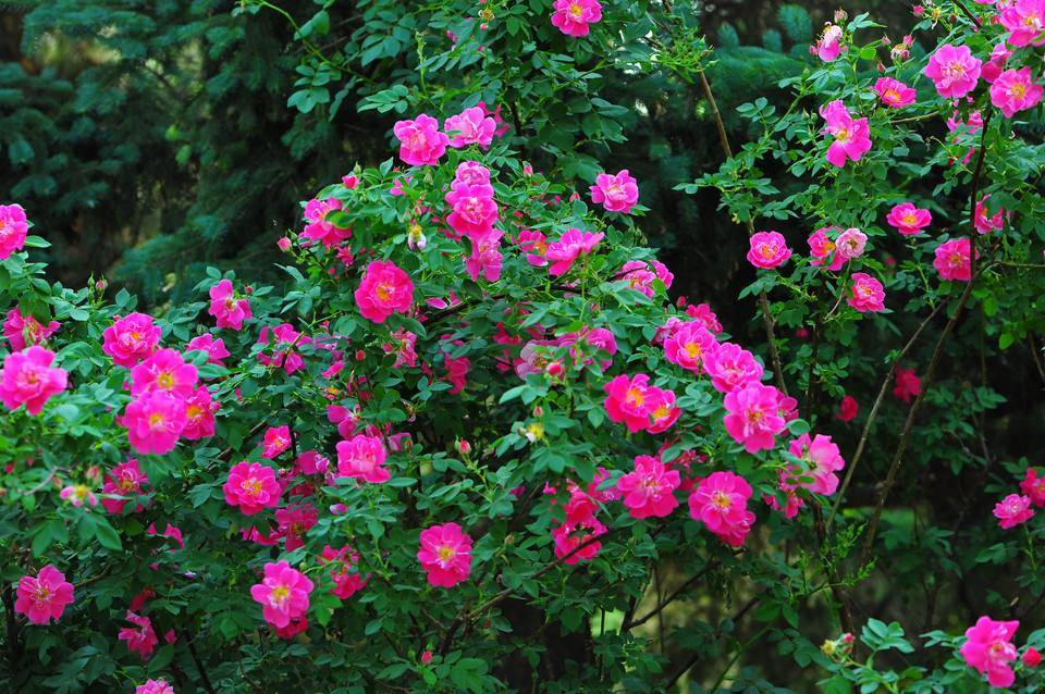 月季花水插繁殖方法(图1)