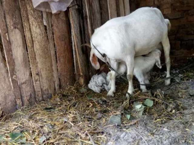 不再孤单 羊妈妈生了两个羊宝宝 开心坏了