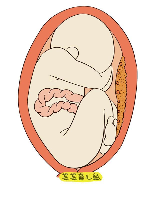 据说四个月左右时男女生殖器官都一样,不知道真的假的.