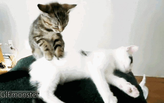 440_275gif 动态图 动图