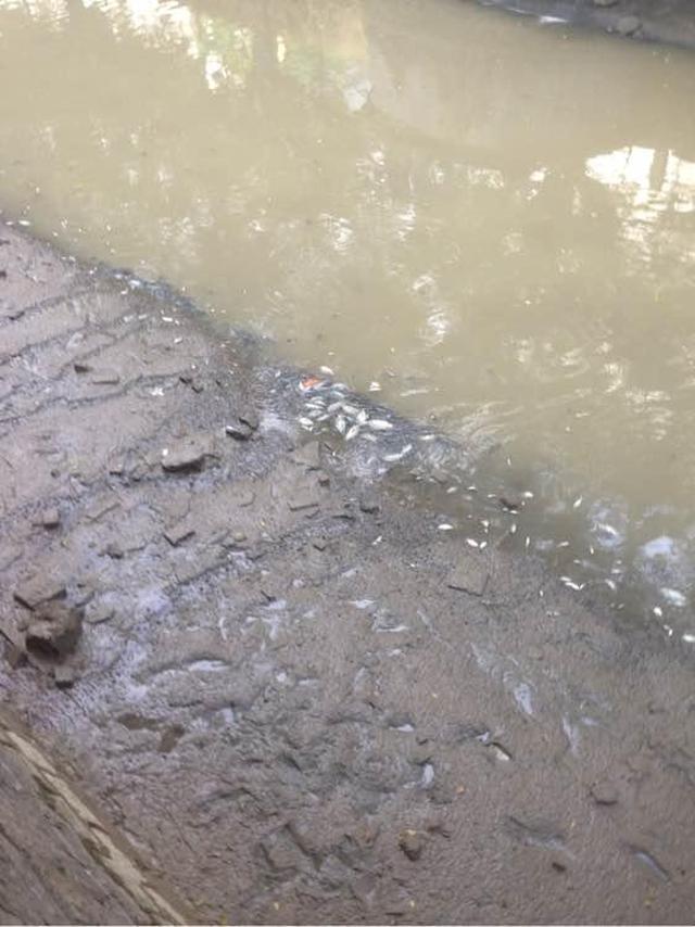 台风即将来临,河里泄水,赶快来捡鱼!