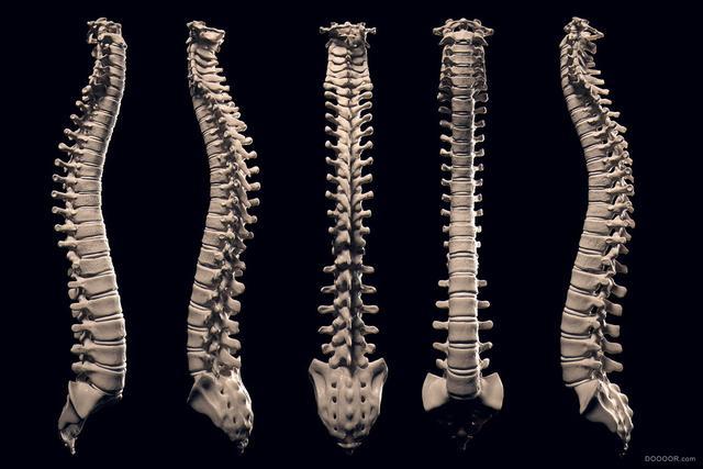 (网络图片) 人类脊柱由33块椎骨(颈椎7块,胸椎12块,腰椎5块,骶骨