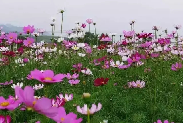 不用去西藏,西安这些格桑花已开成海,美到惊艳!