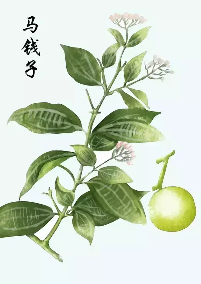 中药材手绘图,原来可以这么美!