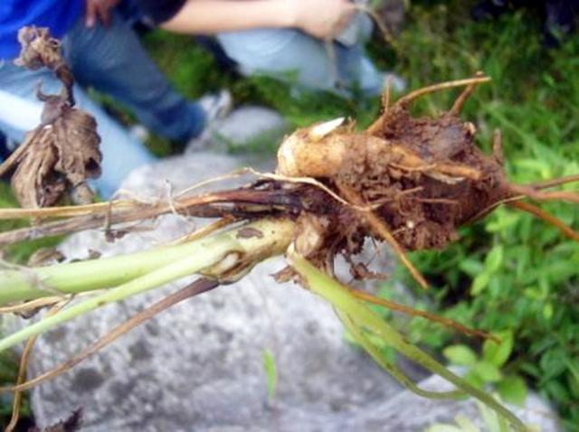 清代程穆衡在《水浒传注略》讲到:"蒙汗药,莨菪花子也,有大毒,食之