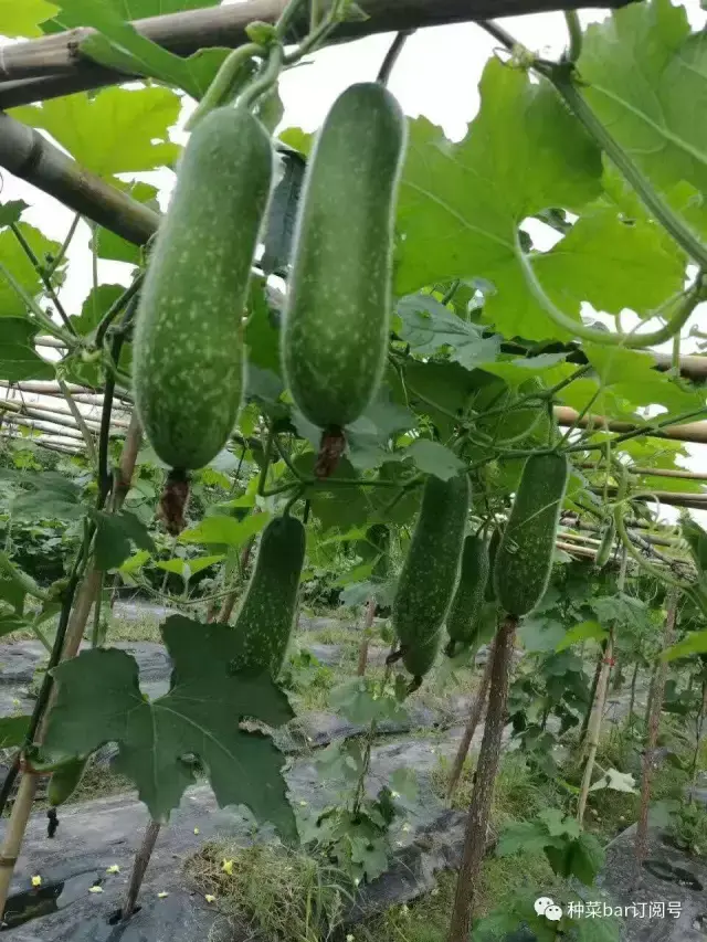 种菜bar节瓜大作战!吃货的n种玩法,吃转整个夏天