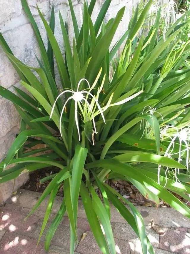 夏季花开灿烂的蜘蛛兰,经常和文殊兰混淆