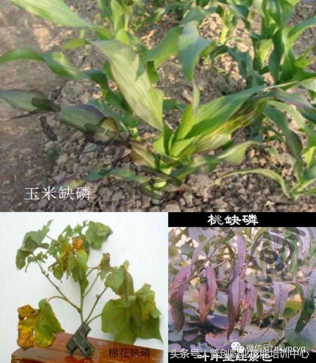 植物生长需要的16种元素及缺乏过剩症状