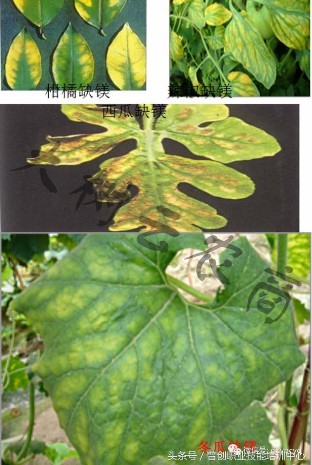 植物生长需要的16种元素及缺乏过剩症状