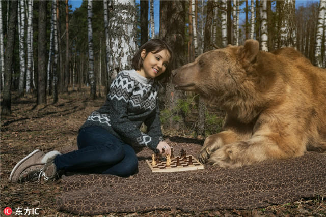 俄美女与巨熊林中"约会",看书下棋画面和谐