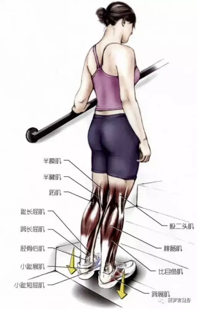 v韧带通过跑步减下来?到底跑最有效!拉韧带能瘦腿吗图片