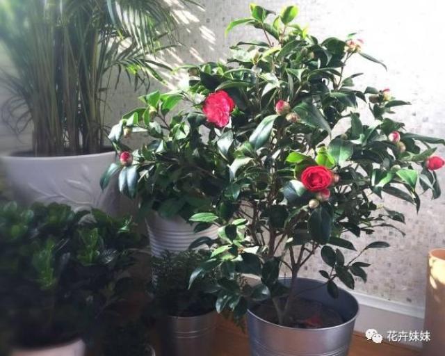 茶花老是掉叶子是怎么回事?怎么防治?图片