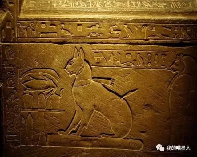 猫是起源于古埃及吗?