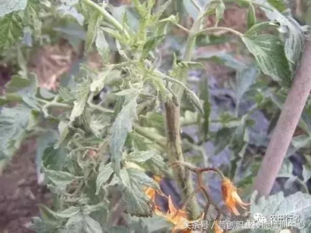 溃疡病与条斑病毒 二者在西红柿茎秆上表现症状相同,区别是:手捏茎秆