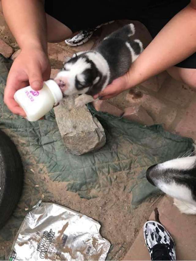 阿拉斯加生下奶牛色幼崽 难道背着我在外鬼混了