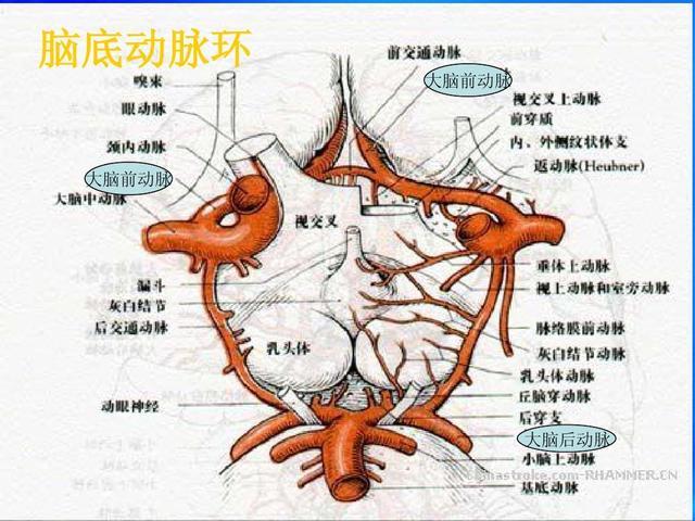 其中的两条称为颈内动脉,组成脑的前循环,另外两条称为椎动脉,组成脑