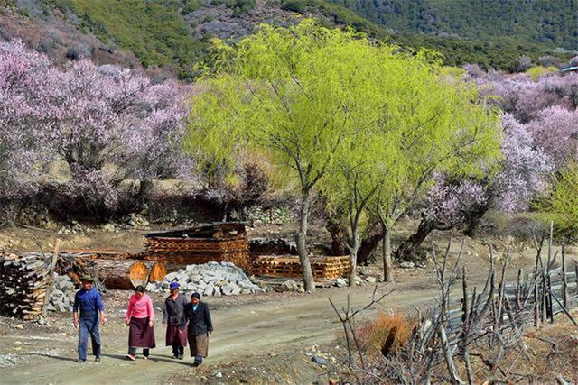 西藏昌都八宿县然乌境内,有个最美村落,叫"来古村".