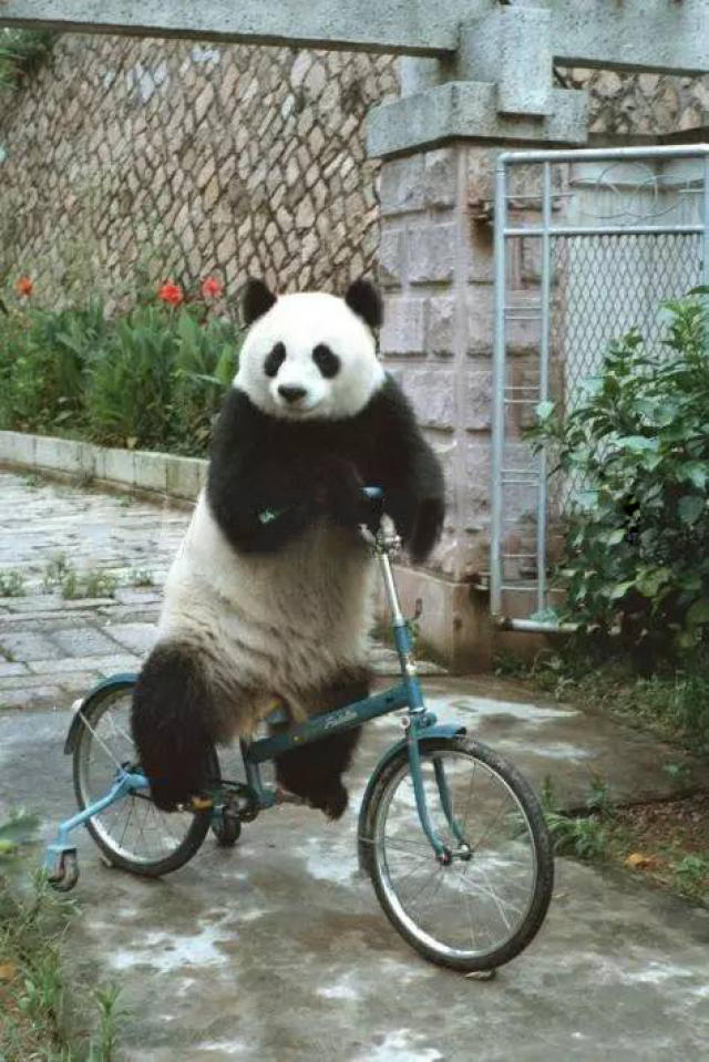 活体的大熊猫骑自行车,这才叫真正的熊猫骑行!