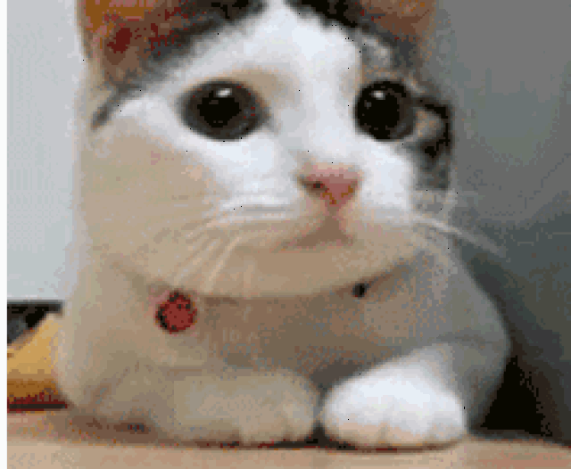 壁纸 动物 猫 猫咪 小猫 桌面 246_202 gif 动态图 动图