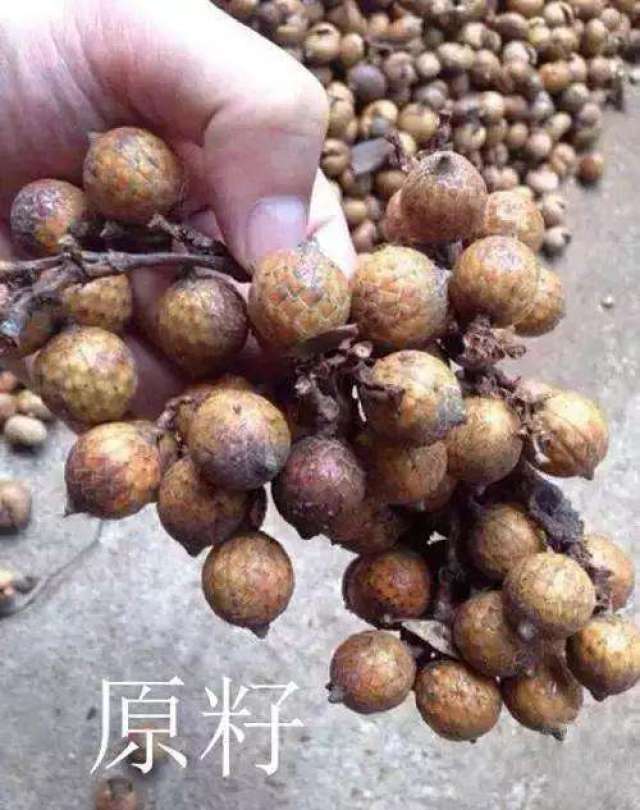 涨知识! 星月菩提入门到精通, 教你速成星月大师