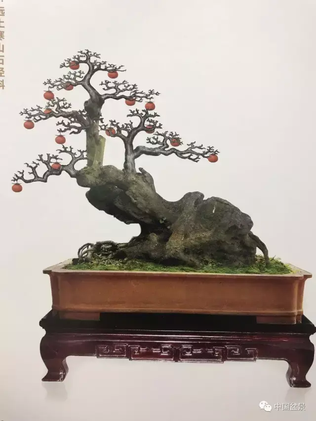 吴清昭金弹子盆景欣赏