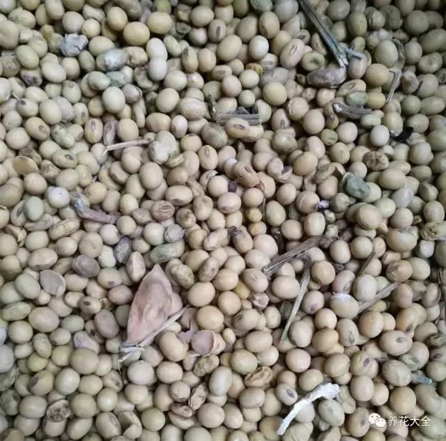 发霉的豆子 豆子不仅容易发霉,还容易招虫子,花花家2个月前买的绿豆